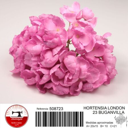 hortensia london 26 - FLOWER HYDRANGEA LONDON 26